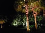 Tampa Landscape Lighting Services